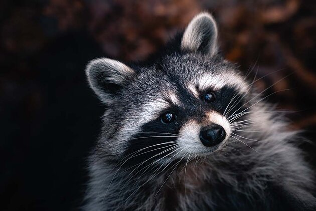 A close-up of a raccoon with grey, white and black fur, bright brown eyes and a black nose.  