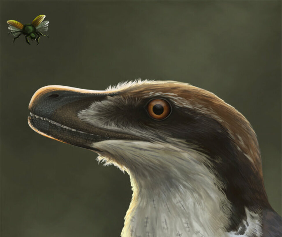 Rekonstruktion av en Acheroraptor.