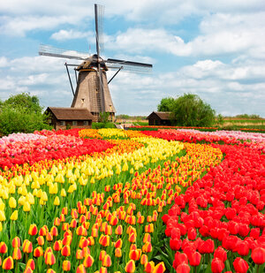 A field of tulips