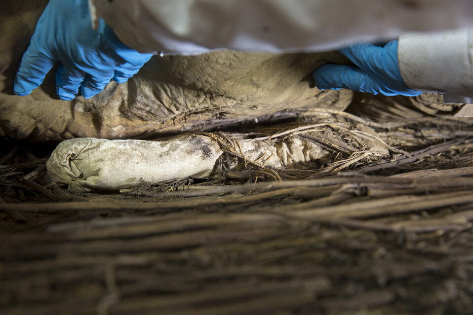 På bilden ser man det insvepta fostret liggande i kistan under biskop Peder Winstrups mumies fötter. Foto: Gunnar Menander 