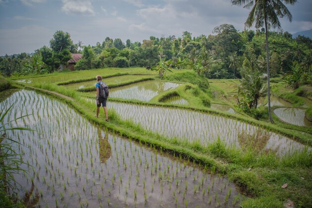 Risfält, Bali, Indonesien
