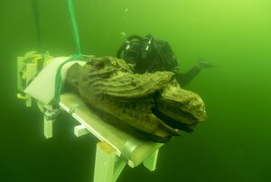 Dykledare för grävningen är marinarkeologen Brendan Foley från Lunds universitet. På bilden ser man hur skeppets stävfigur tas upp till ytan efter 500 år på Östersjöns botten. Foto: Ingemar Lundgren.