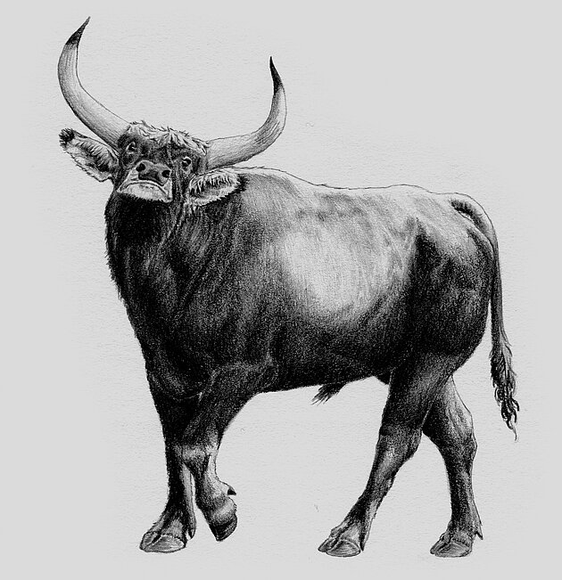 Rekonstruktion av uroxe. Illustratör Erika Rosengren.