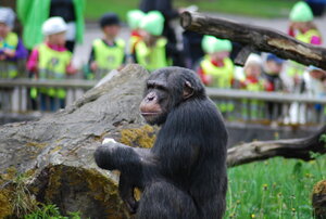 Chimpans på Furuviks Zoo
