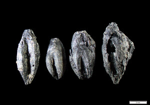 Förkolnat skalkorn från 400-600 e Kr som forskargruppen hittade i Uppåkra.