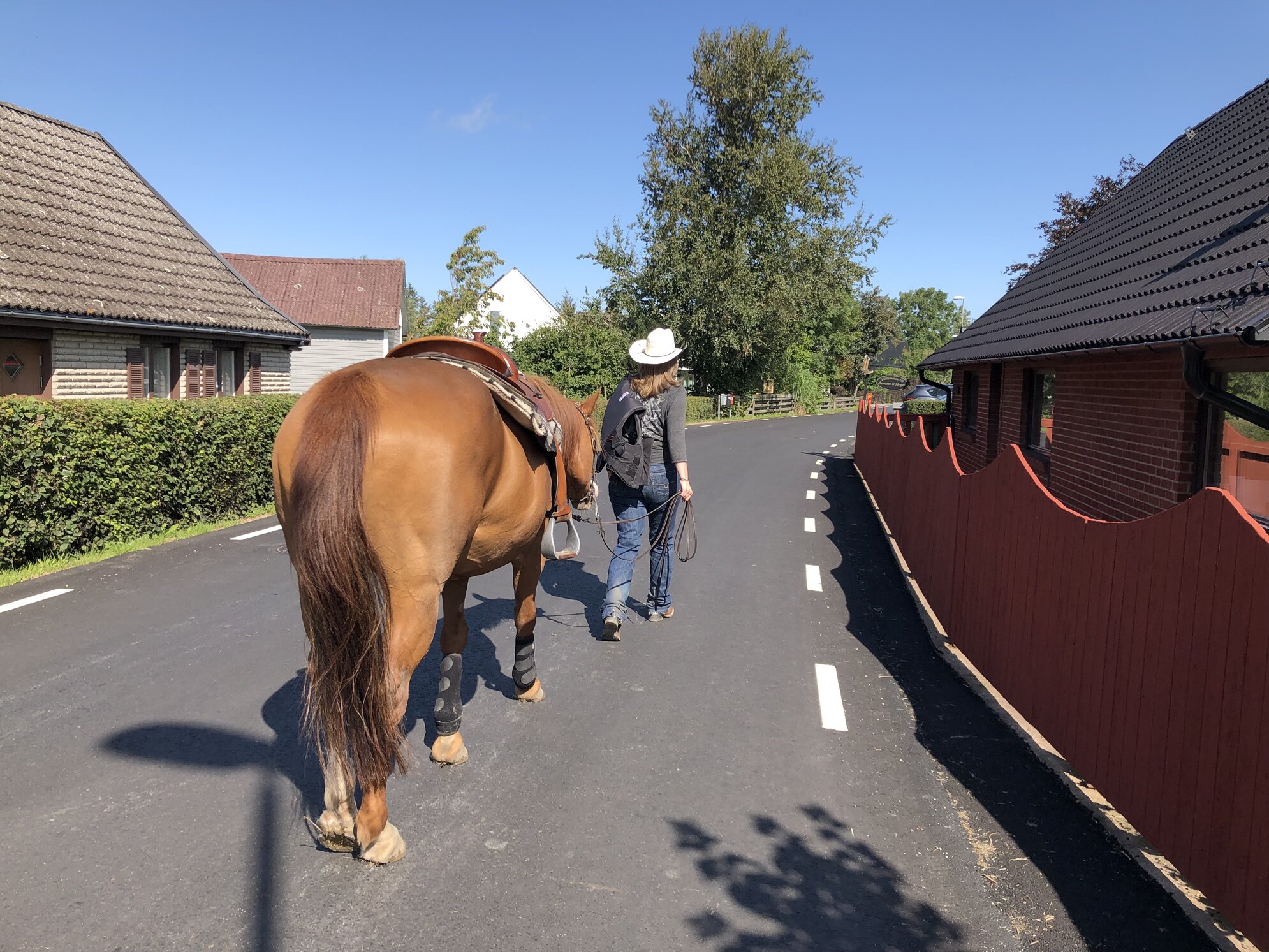 På väg hem mot stallet.