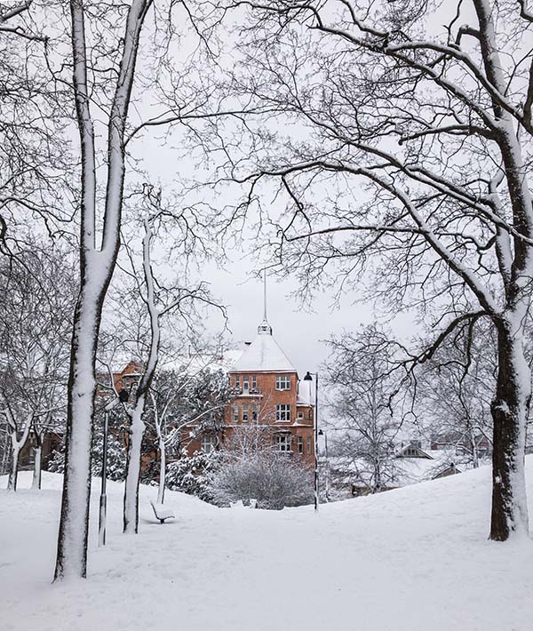 A snowy road leads to a dark yellow house with snow on the roof. Part of the house is crowned by a tall spire. There is snow everywhere, even on the trunks of the trees. This is a winter image from Turku, Finland.